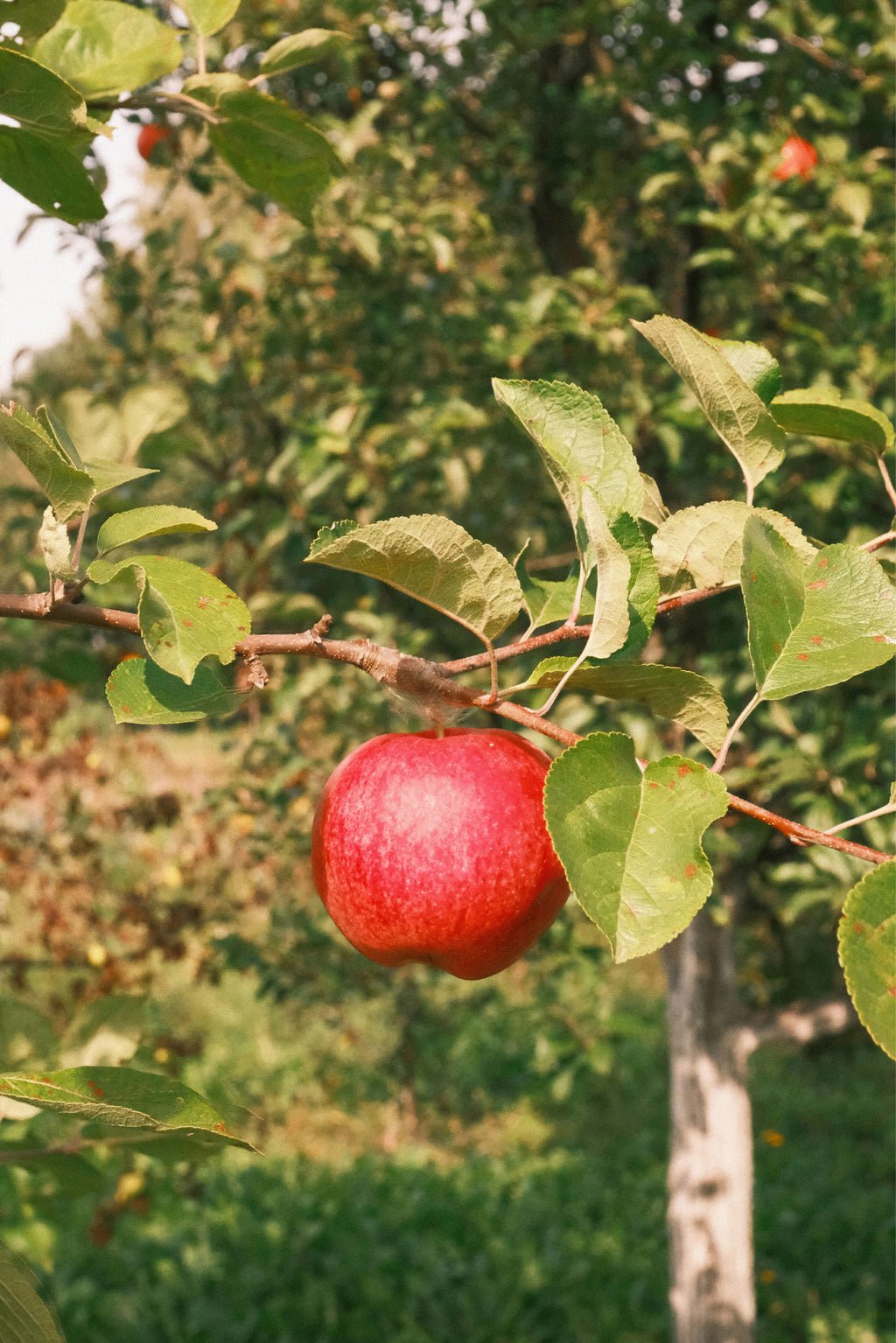 Amasya Elma Çayı (1 kg)