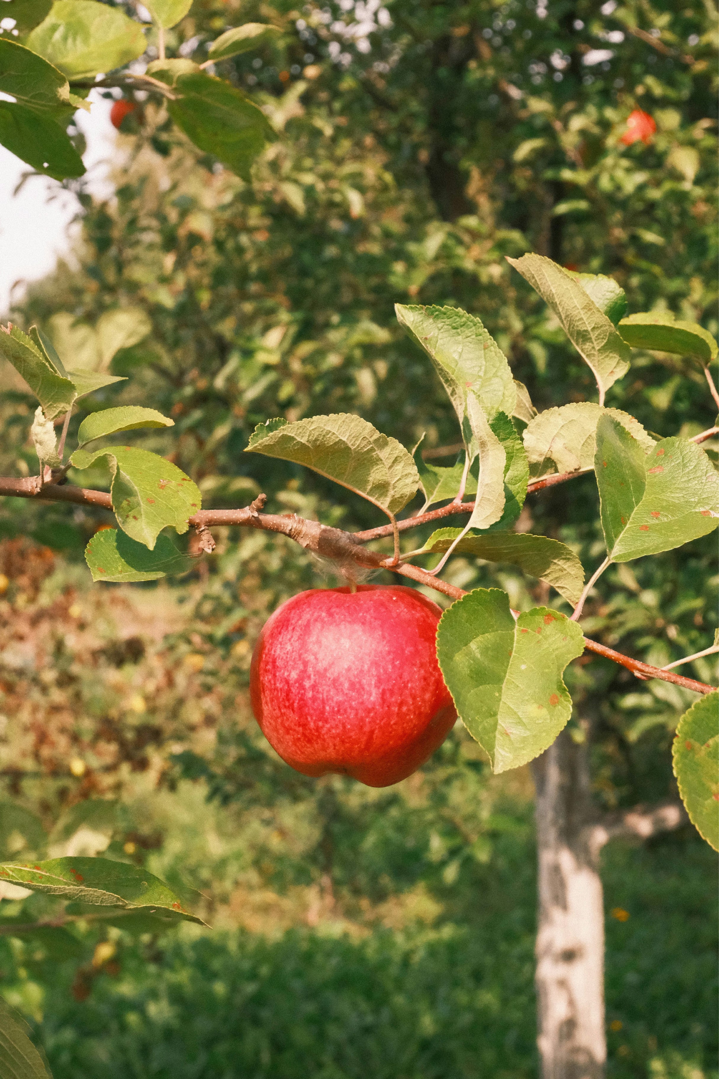 Amasya Elma Çayı (1 kg)